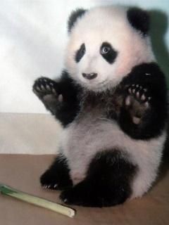 Bebé Panda Adorable