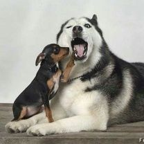 Perros Lindos Jugando Juntos