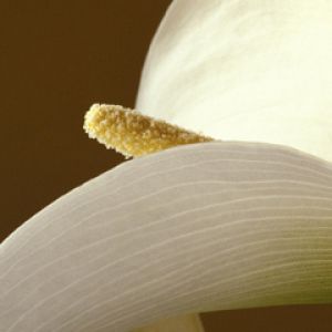 Flor Blanca Elegante en Primer Plano