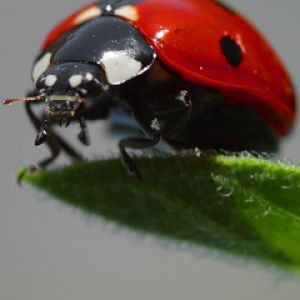 Fotografía de Cerca de una Mariquita