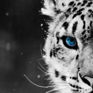 Majestuoso Tigre Blanco