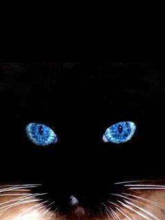 Ojos de Gato Místicos