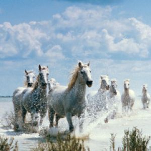Caballos Blancos Galopando
