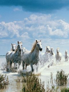 Caballos Blancos Galopando - wallpaper preview