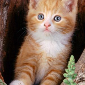 Gatito Naranja Adorable
