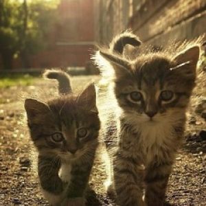 Gatitos Lindos Caminando