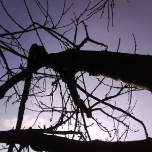 Silhouette de Árboles al Anochecer