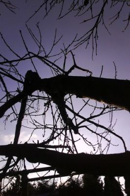 Silhouette de Árboles al Anochecer