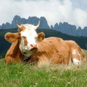 Vaca Relajada en la Naturaleza