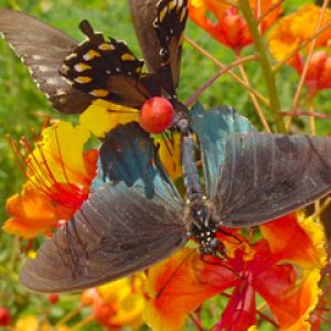 Mariposas Coloridas en Flores