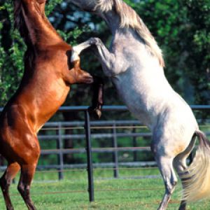 Caballos peleando