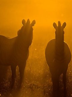 Cebras en el Atardecer