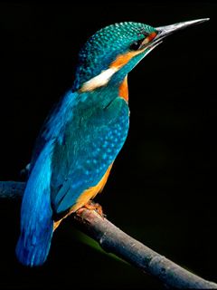 Pájaro Martinete Colorido