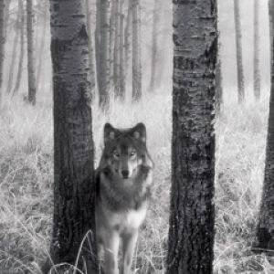 Lobo en el Bosque Nebuloso