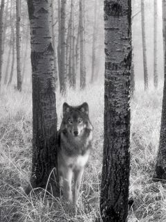 Lobo en el Bosque Nebuloso