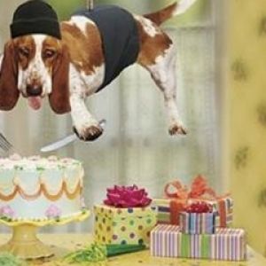 Perro divertido roba pastel