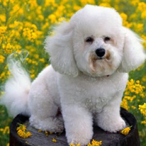 Bichón Frisé Adorable entre Flores
