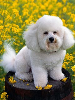 Bichón Frisé Adorable entre Flores