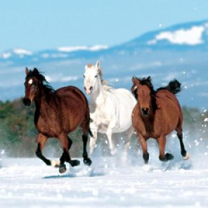 Caballos Corriendo en la Nieve