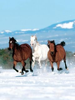 Caballos Corriendo en la Nieve