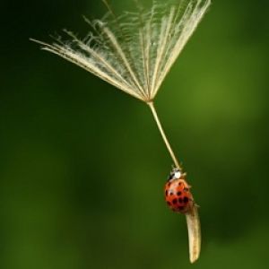 Mariquita sobre semilla de diente de león