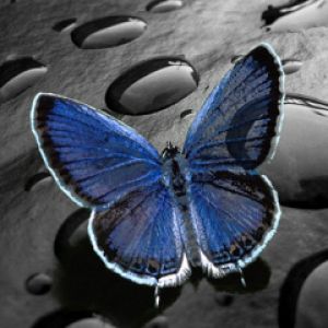 Mariposa Azul sobre Gotas de Agua
