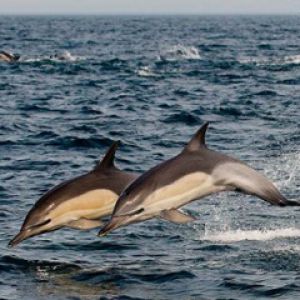 Delfines Saltando en el Océano