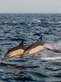 Delfines Saltando en el Océano