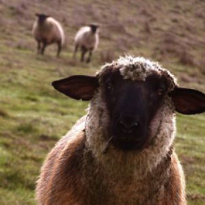 Oveja Curiosa en el Pasto