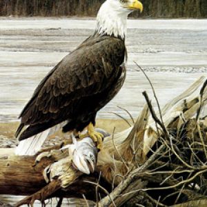 Águila Calva con Pez