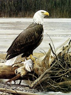 Águila Calva con Pez
