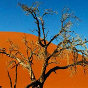 Paisaje de Árbol del Desierto