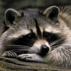 Racoon Adorable Fondo de Pantalla