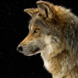 Perfil de Lobo Majestuoso