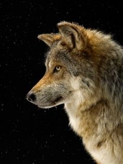 Perfil de Lobo Majestuoso - wallpaper preview