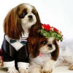 Perros adorables en trajes de boda