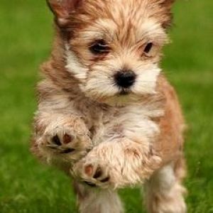 Cachorro Bonito Corriendo