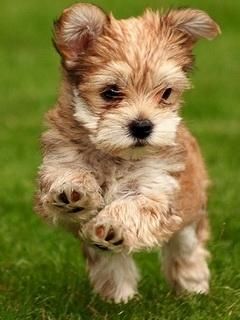 Cachorro Bonito Corriendo