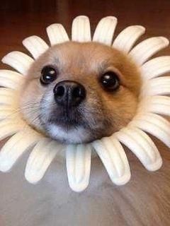 Perro lindo con corona de flores