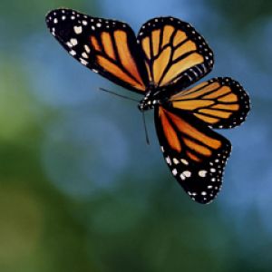 Mariposa Monarca en Vuelo