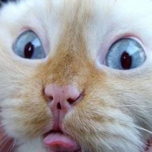 Cara de Gato Divertida