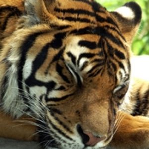 Tigre Majestuoso en Primer Plano