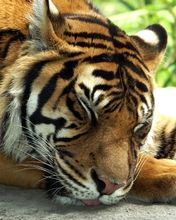 Tigre Majestuoso en Primer Plano