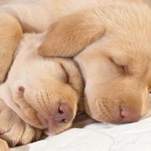 Cachorros Durmiendo