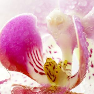 Hermosa flor de orquídea