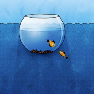 Peces Lindos en un Tazón