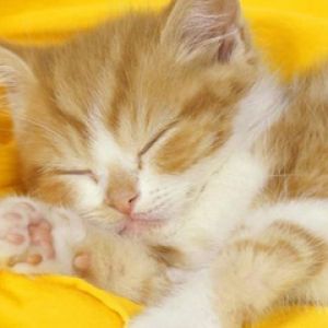 Gatito Durmiendo