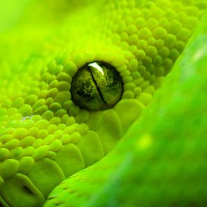 Serpiente Verde en Primer Plano