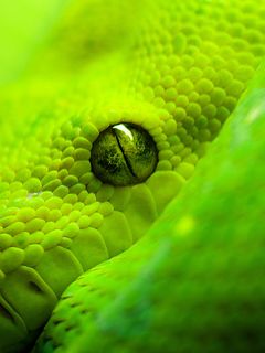 Serpiente Verde en Primer Plano
