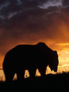 Silhouette de un Oso al Atardecer